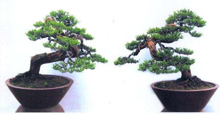 为再整形后的背