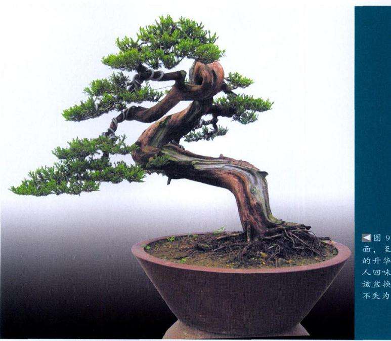 至此该树有了质的升华