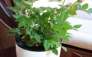 玫瑰花盆景怎样种植的5个方法 图片