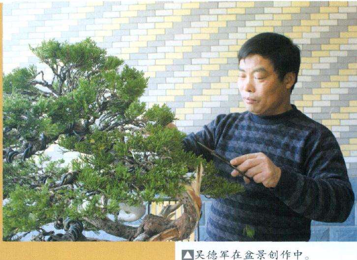 图解 对黑松盆景再次制作的8个过程