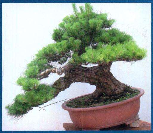 图解 对黑松盆景再次制作的8个过程