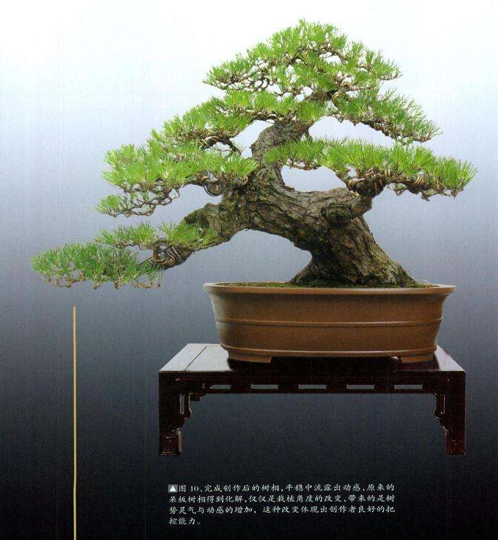 图解 对黑松盆景再次制作的8个过程