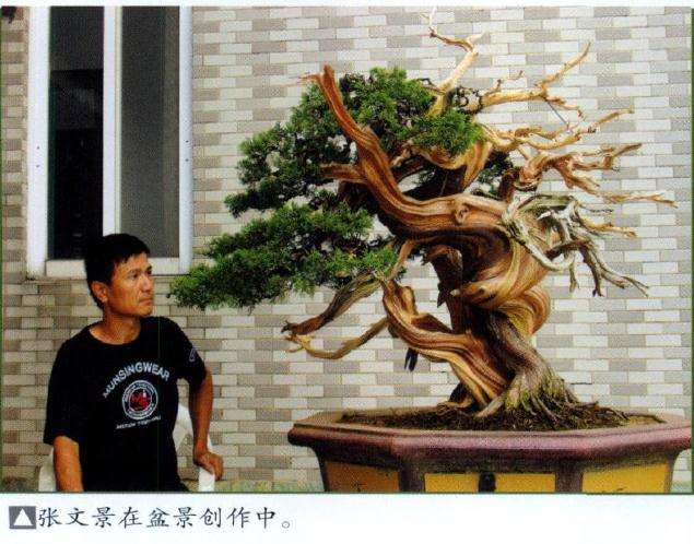 台湾真柏初创作