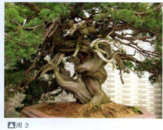 制作前的台湾真柏各面树相该桩材人工培育逾数十年