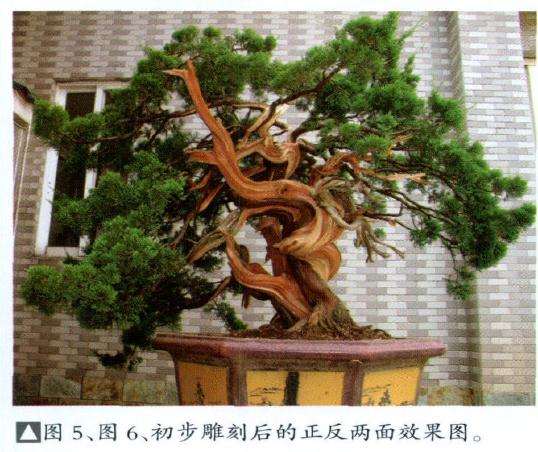 图解 台湾真柏盆景怎么制作的11个步骤