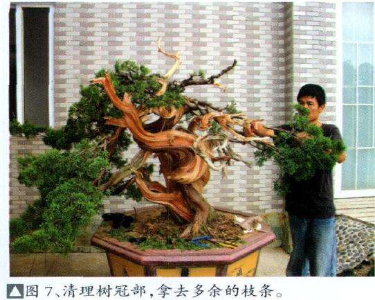 图解 台湾真柏盆景怎么制作的11个步骤