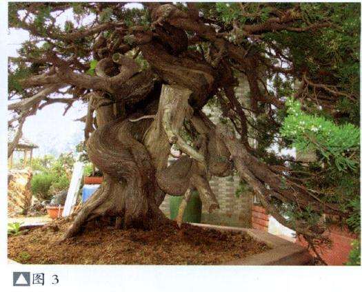 图解 台湾真柏盆景怎么制作的11个步骤