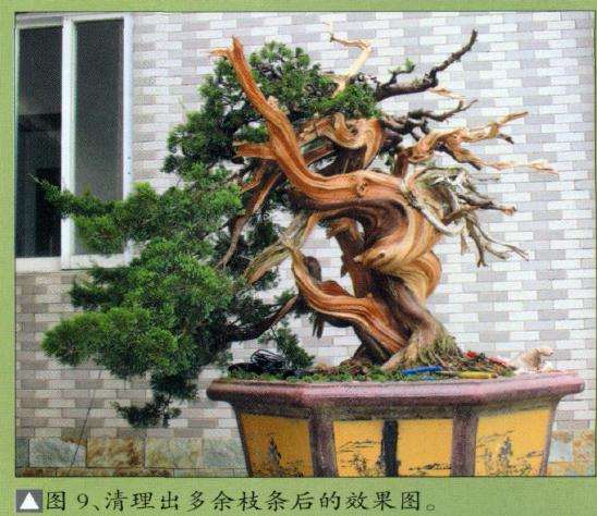 清理出多余枝条后的效果图