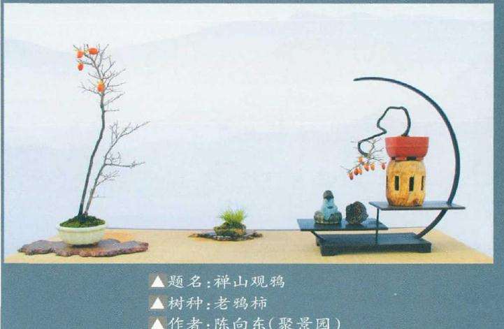 义乌市大陈杯老鸦柿盆景展