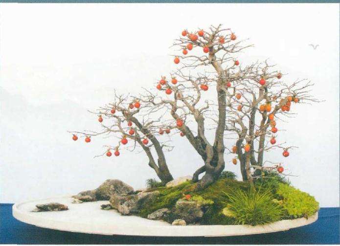 义乌市大陈杯老鸦柿盆景展