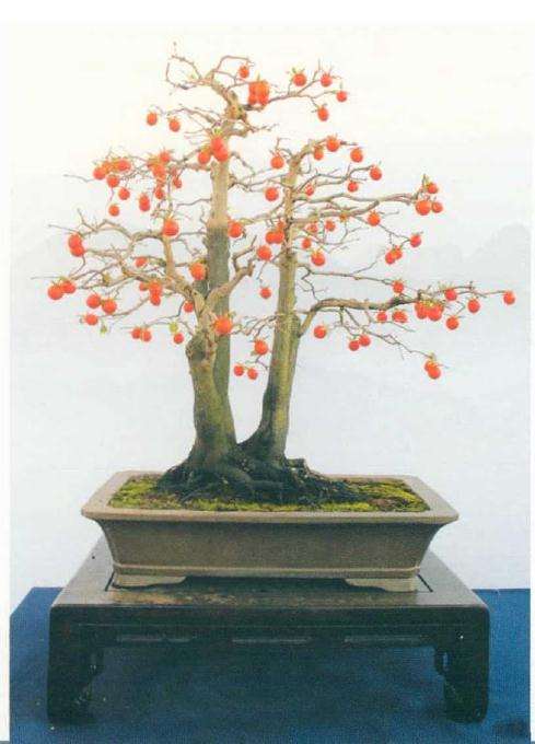 义乌市大陈杯老鸦柿盆景展