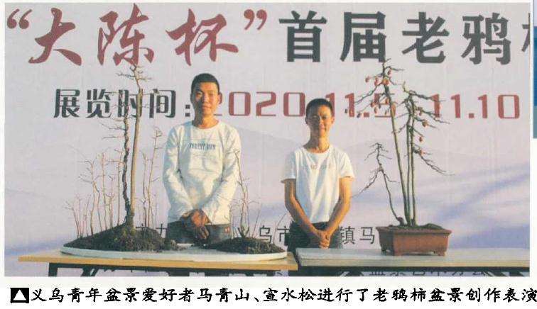 义乌市大陈杯老鸦柿盆景展