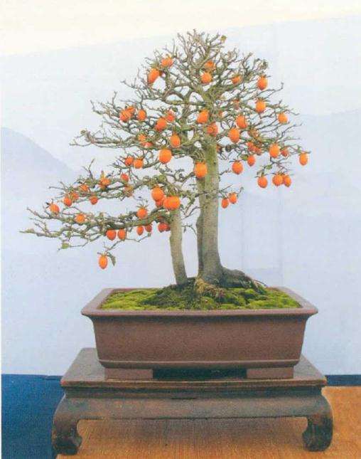 义乌市大陈杯老鸦柿盆景展