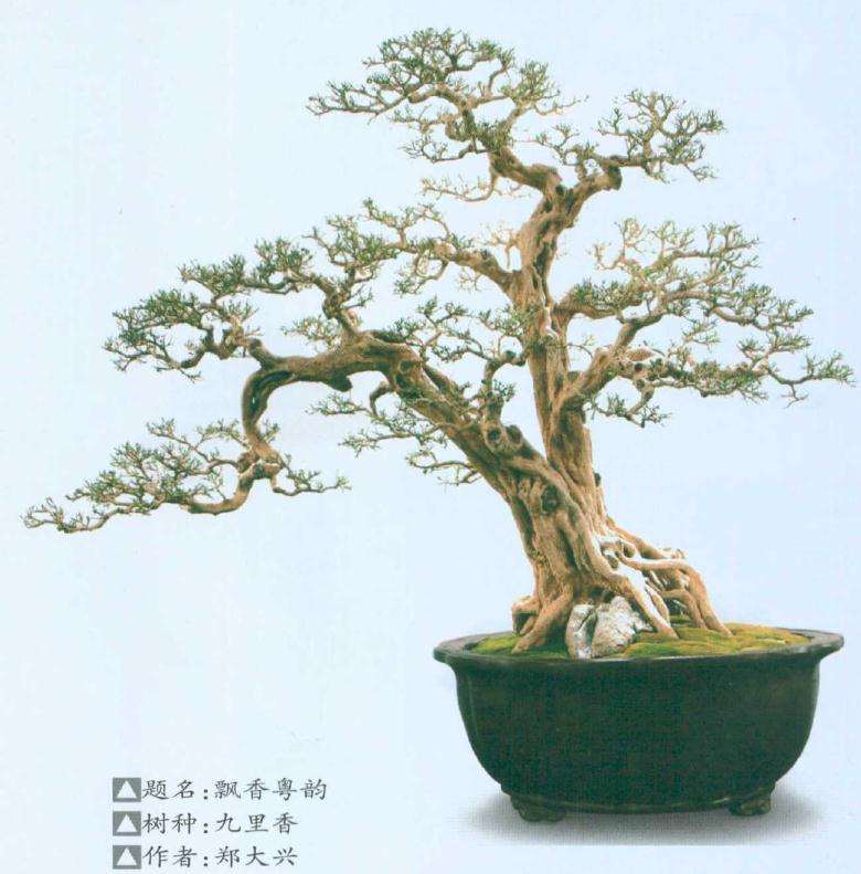 全国盆景展暨盆景创作大赛在如皋举办