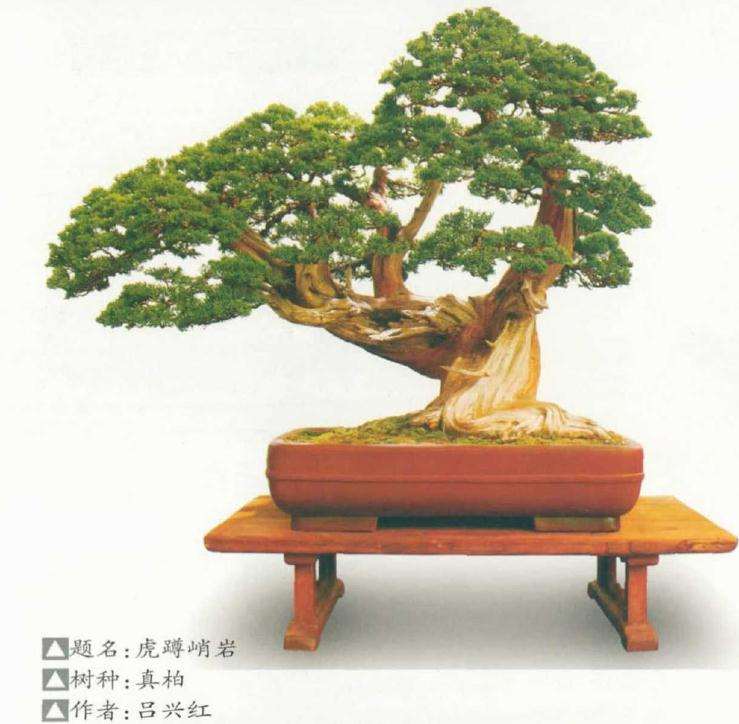 全国盆景展暨盆景创作大赛在如皋举办