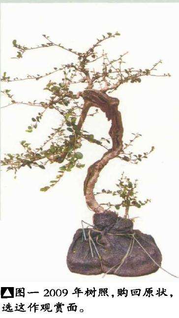 图解 韩学年教你怎么玩杂木盆景