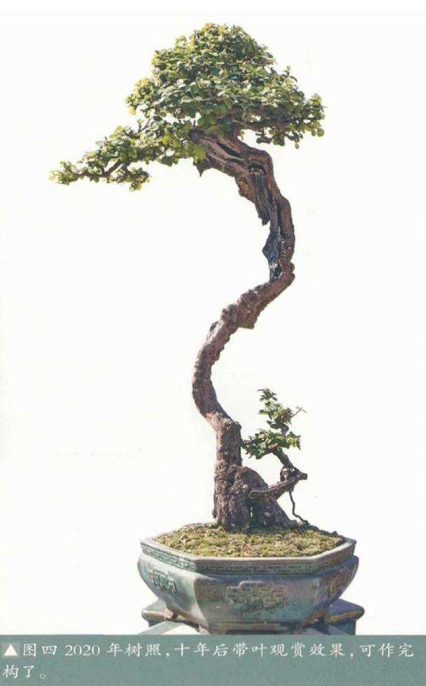 盆景十年后带叶观赏效果