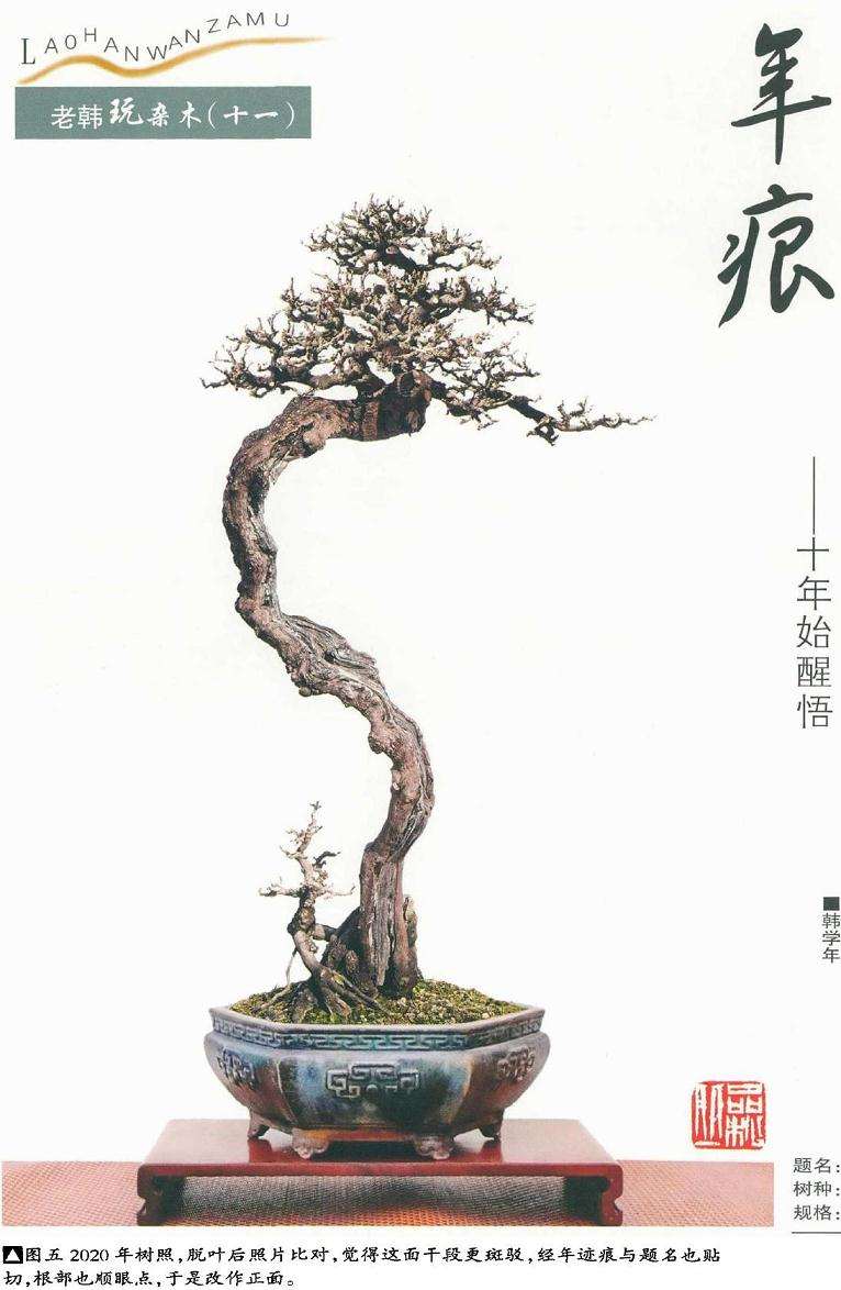 盆景脱叶后照片比对