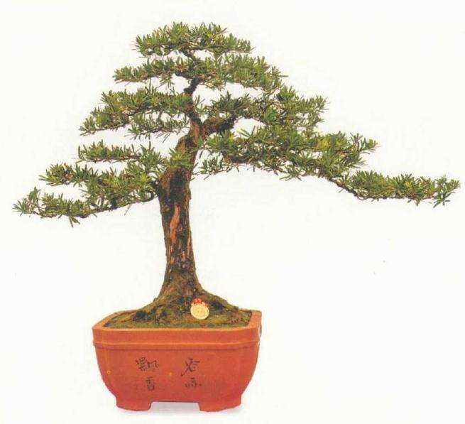 广西盆景第一村