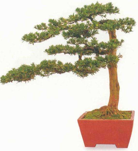 这件台湾罗汉松原生桩