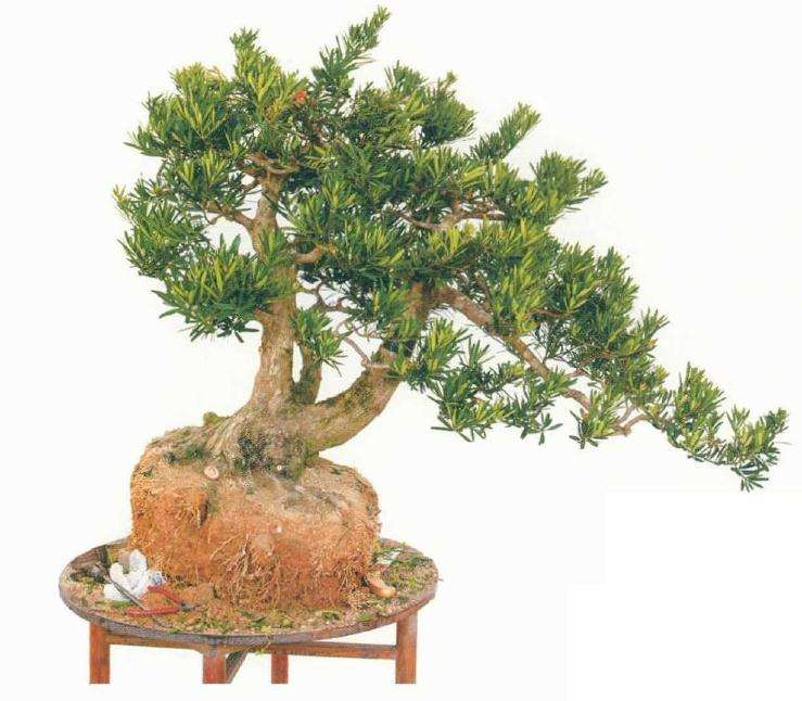 罗汉松从下山桩到盆景快速成型的7个方法