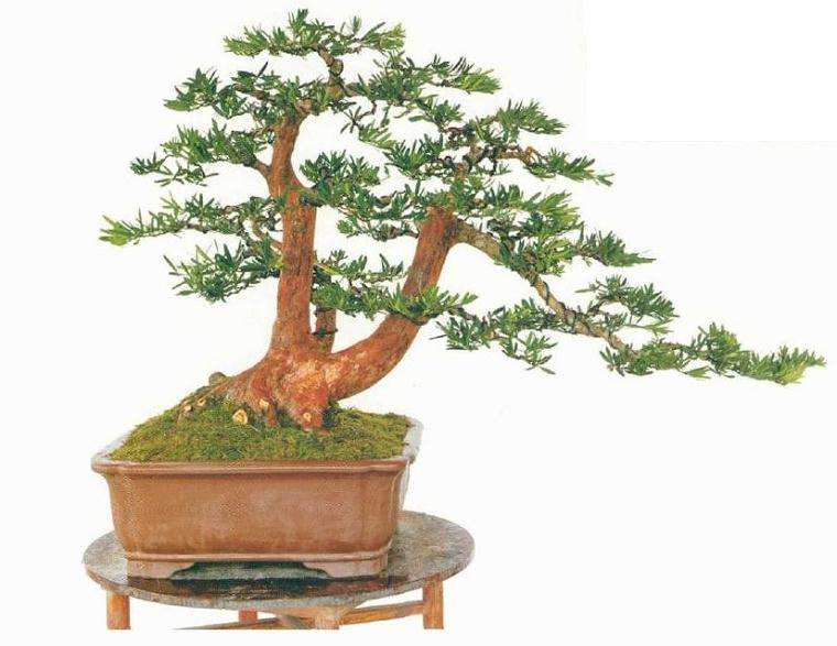 将上图从根盘的裸露