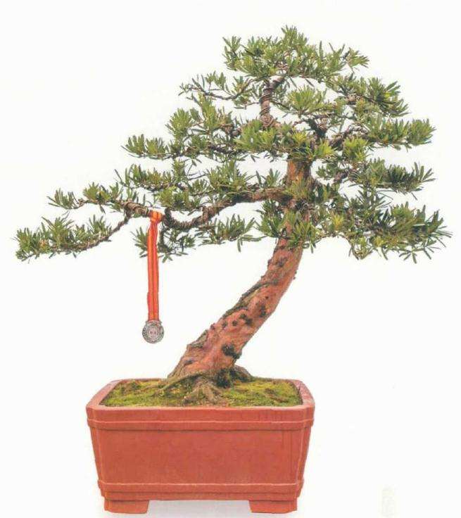 这是一棵斜干作品