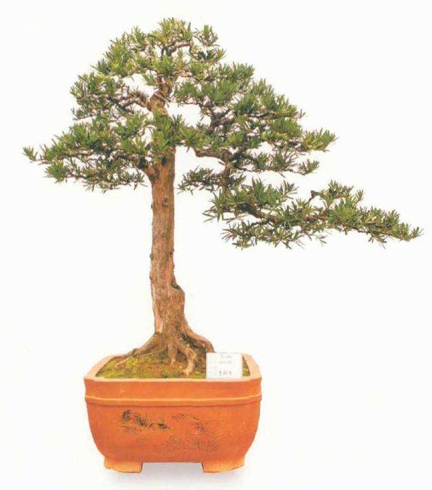 罗汉松从下山桩到盆景快速成型的7个方法