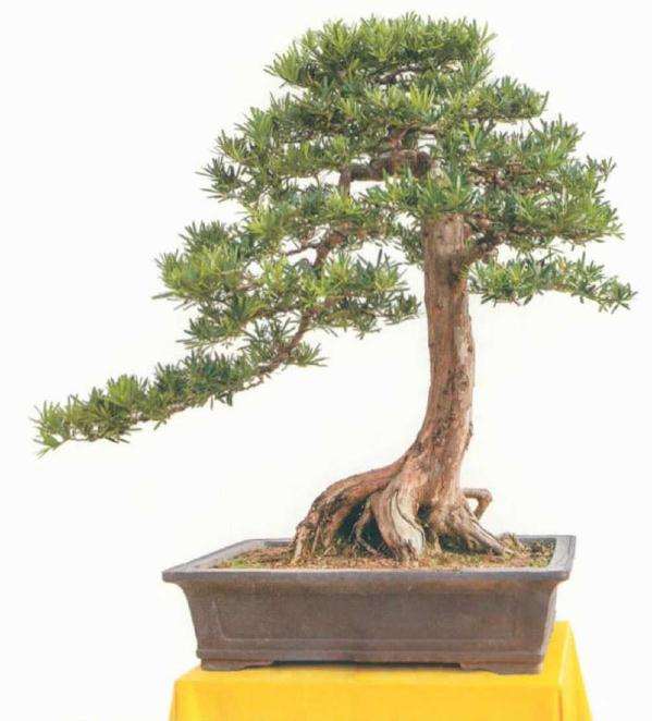 罗汉松从下山桩到盆景快速成型的7个方法