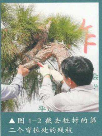 盆景截去桩材的第二个弯位处的残枝