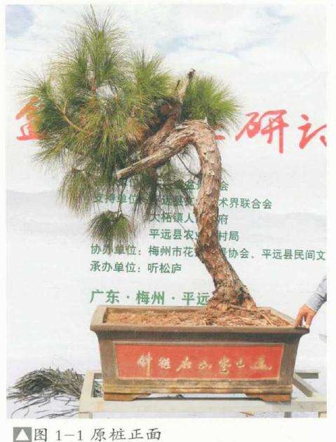 图解 山松盆景怎么改作的方法