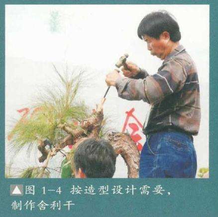 盆景按造型设计需要