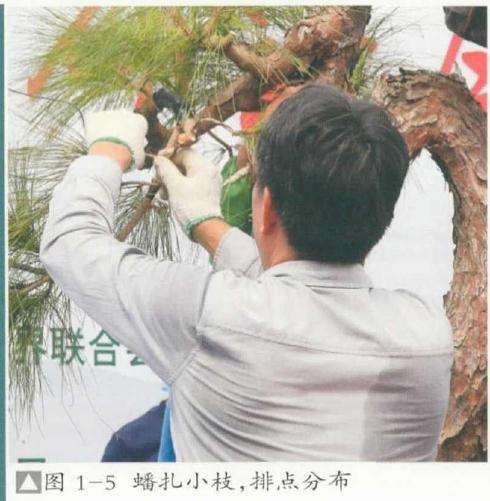 盆景改作效果点评王金荣