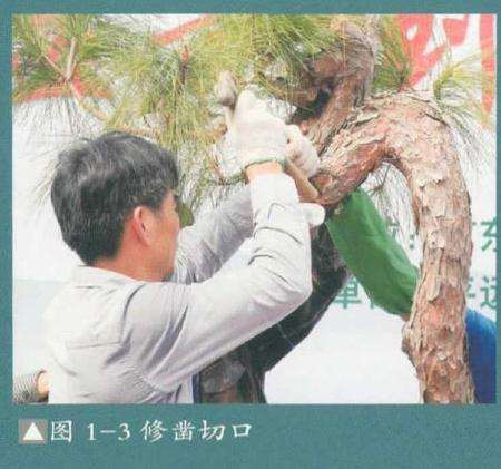 盆景修凿切口