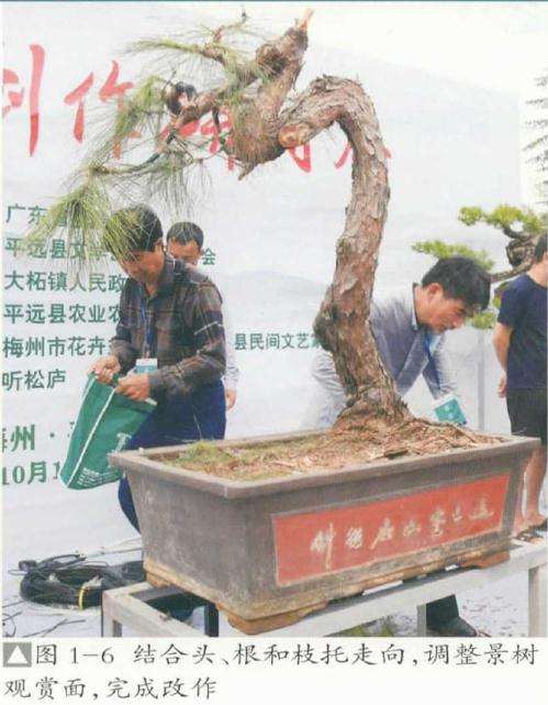 这棵松树盆景是一棵高干飘逸