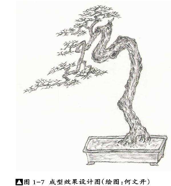 盆景成型效果设计图
