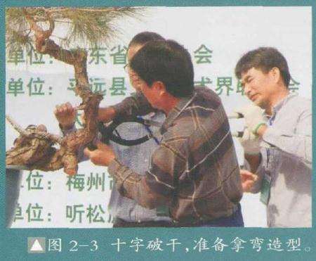 准备盆景拿弯造型