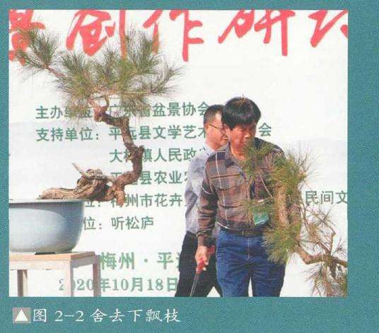 盆景舍去下飘枝