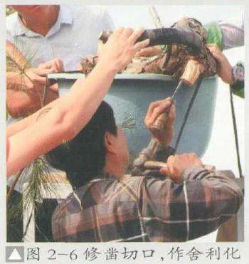 演示未来盆景换盆后的定植角度和设计观赏面