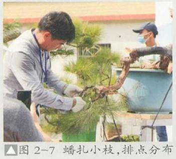 演示未来盆景换盆后的定植角度和设计观赏面