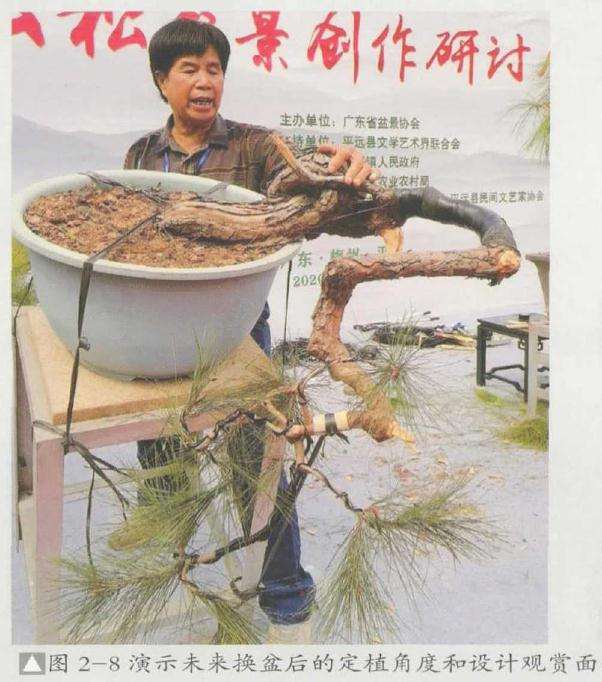 演示未来盆景换盆后的定植角度和设计观赏面