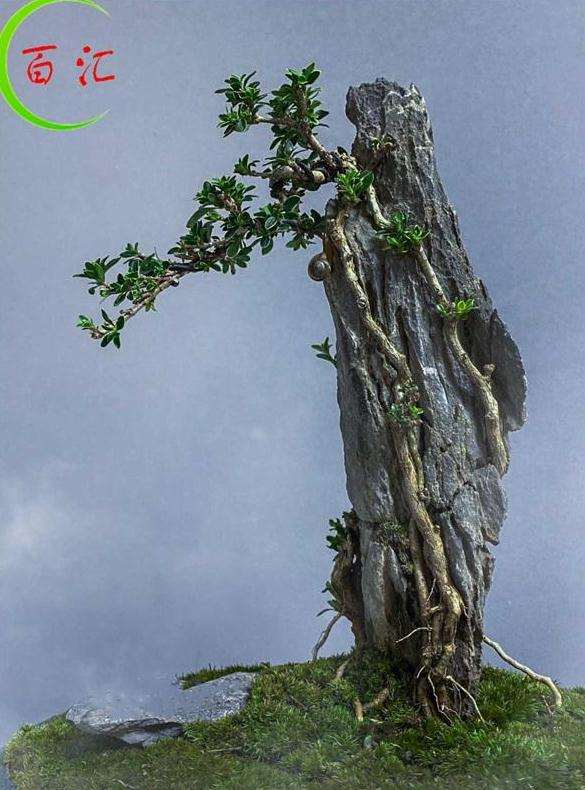 树石盆景艺术作品是师法自然的结果