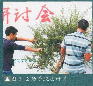 盆景助手脱去叶片