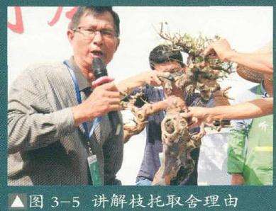 图解 雀梅盆景怎么制作的9个过程