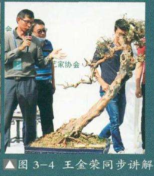 图解 雀梅盆景怎么制作的9个过程