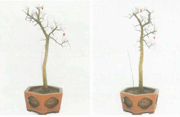 这棵老鸦柿于２００９年１１月采自台州西部天台县的大山深处