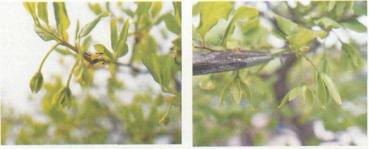 花苞期适量修剪花蕊