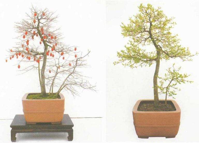 经过长时间造型