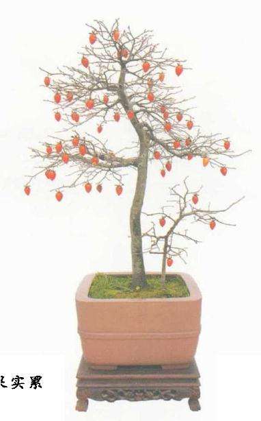 盆景有了一定的观赏效果