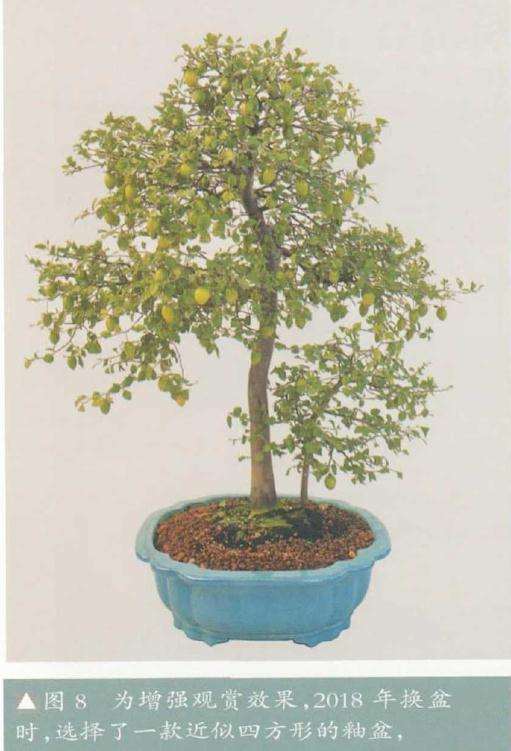 选择了一款近似四方形的釉盆